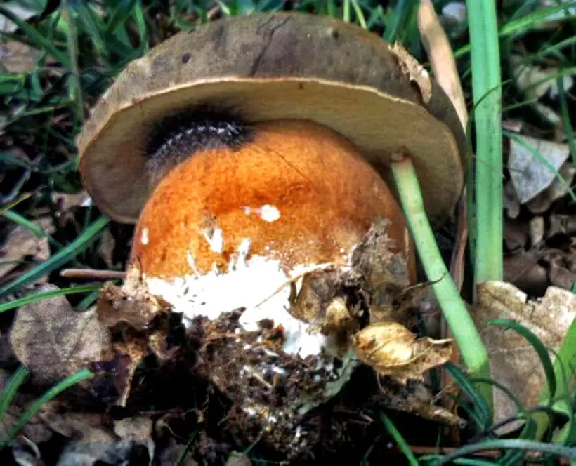 Boleto Aereus Il Giardino Commestible