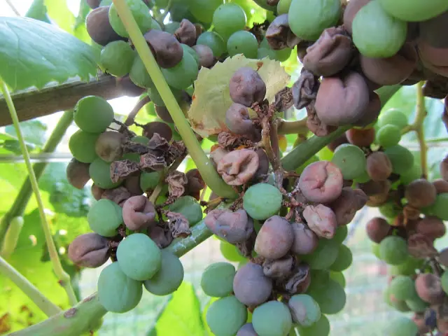 marciume nero della carota