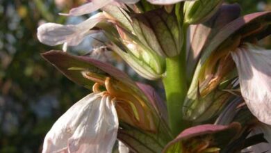 Photo of Acanthus a foglie morbide