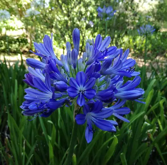 Agape africana, Tubero blu - Il Giardino Commestible