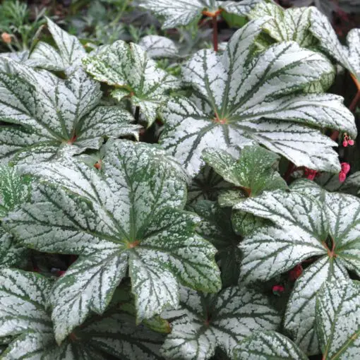 Begonia Silver Splendor - Il Giardino Commestible