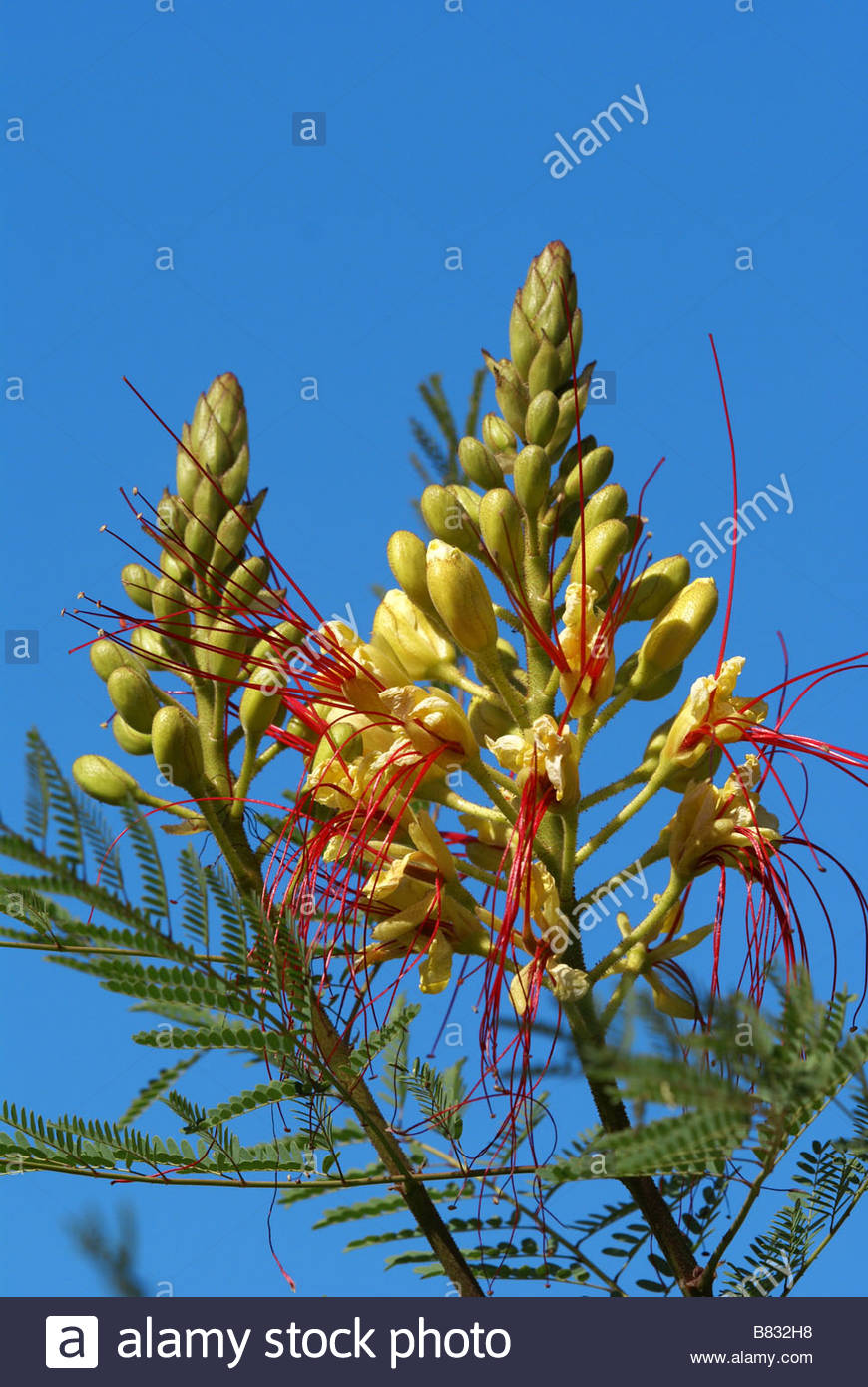 Caesalpinia gilliesii Caesalpinia de Gilles, ave amarilla del paraíso - Il  Giardino Commestible