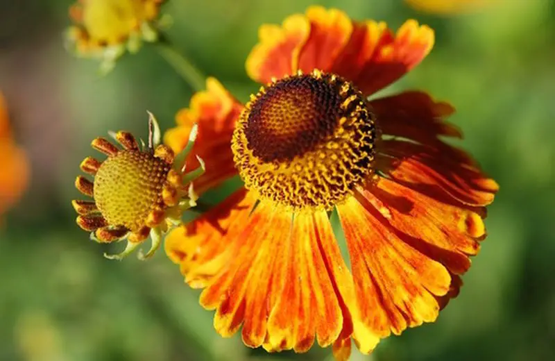 Cura della pianta Arctotheca calendula o margherita africana - Il Giardino  Commestible