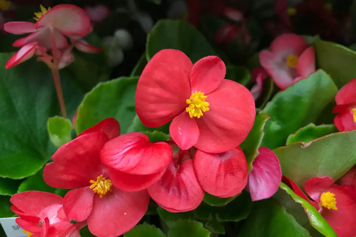 Cura della pianta Begonia elatior o Begonia de flor - Il Giardino  Commestible