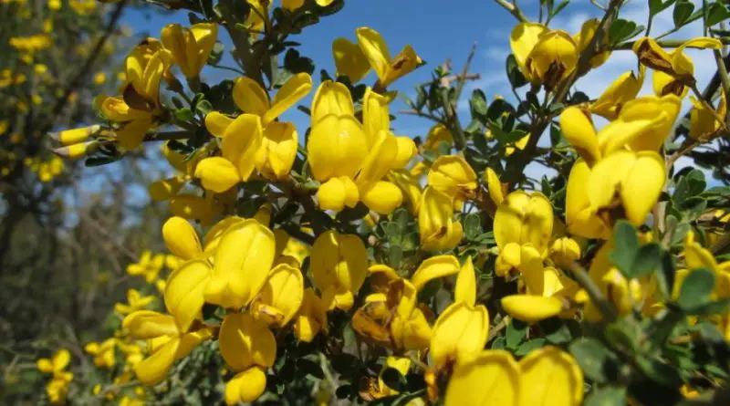 Cura Della Pianta Calicotome Villosa O Herguen Il Giardino Commestible