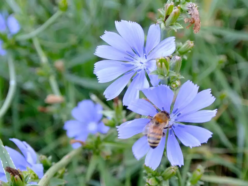 Cura Della Pianta Cichorium Intybus O Cicoria Il Giardino Commestible 5849