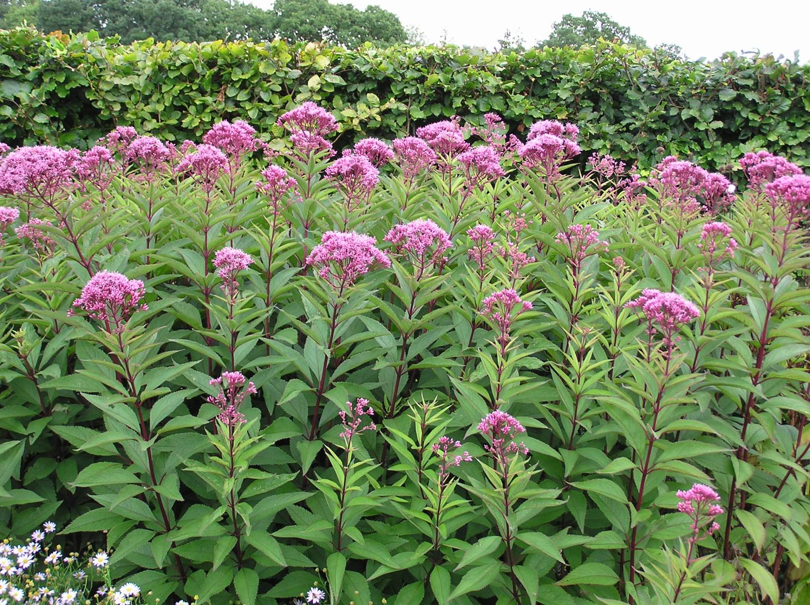 Растение 8 букв. Спирея посконник. Посконник little Joe. Посконник пурпурный Eupatorium purpureum. Посконник ред Дварф.