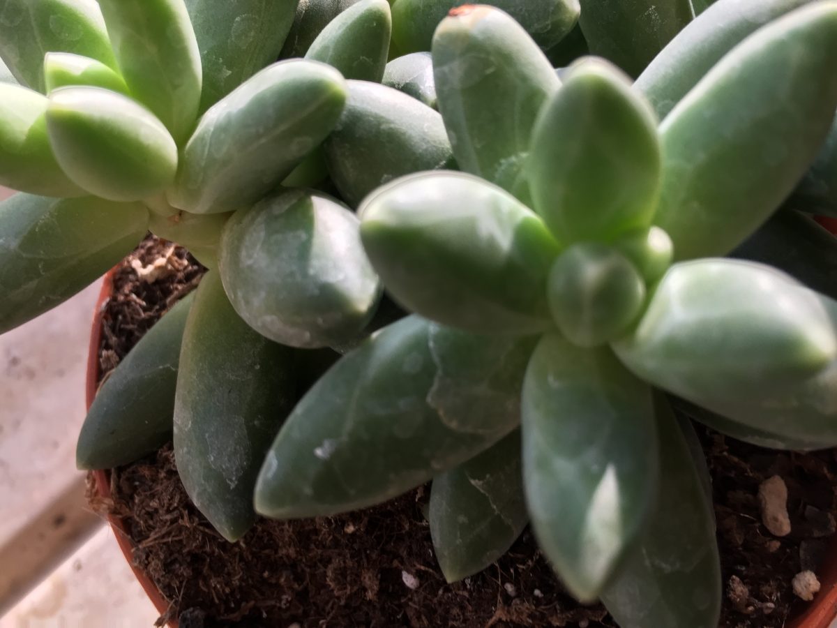 Pachyphytum compactum Rose