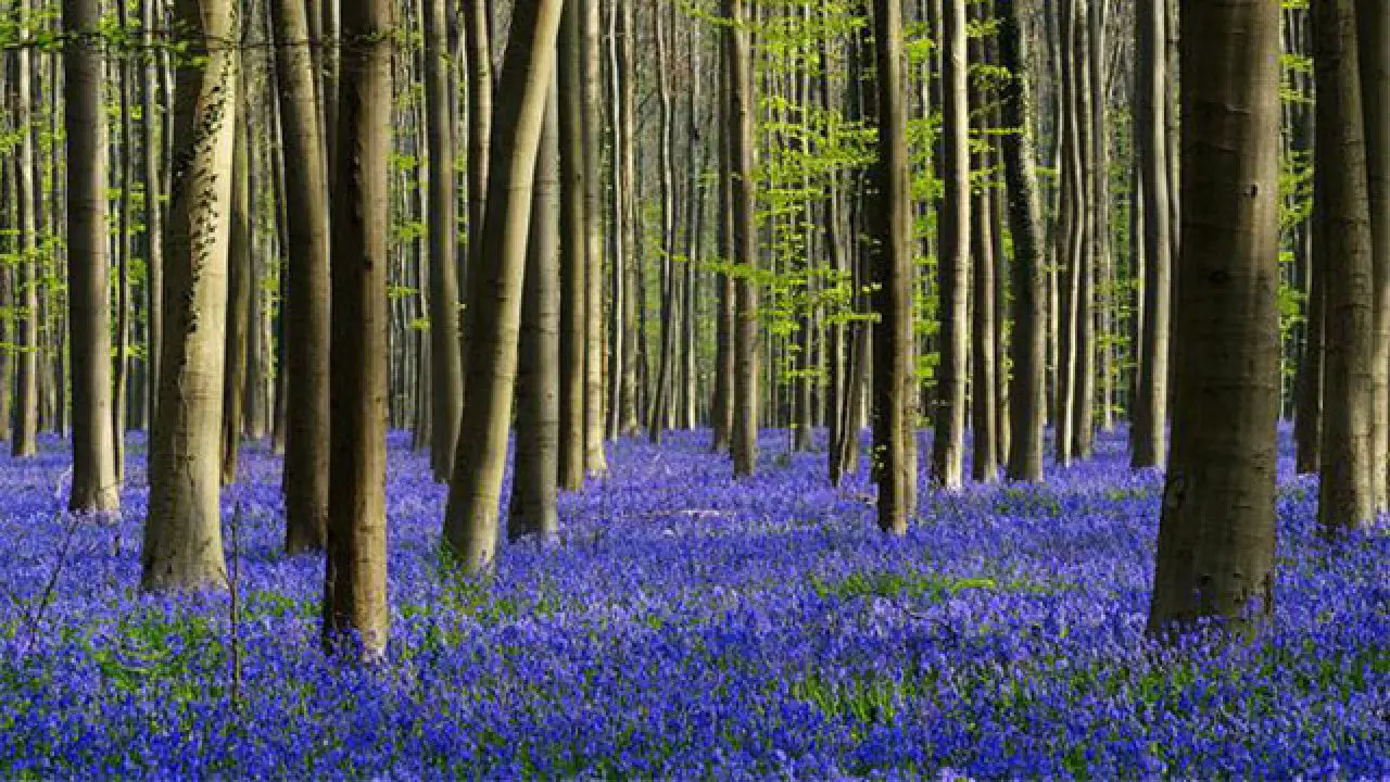 Bosco fiori. Халлербос Бельгия. Суаньский лес Бельгия. Халлербос. Hallerbos Forest.