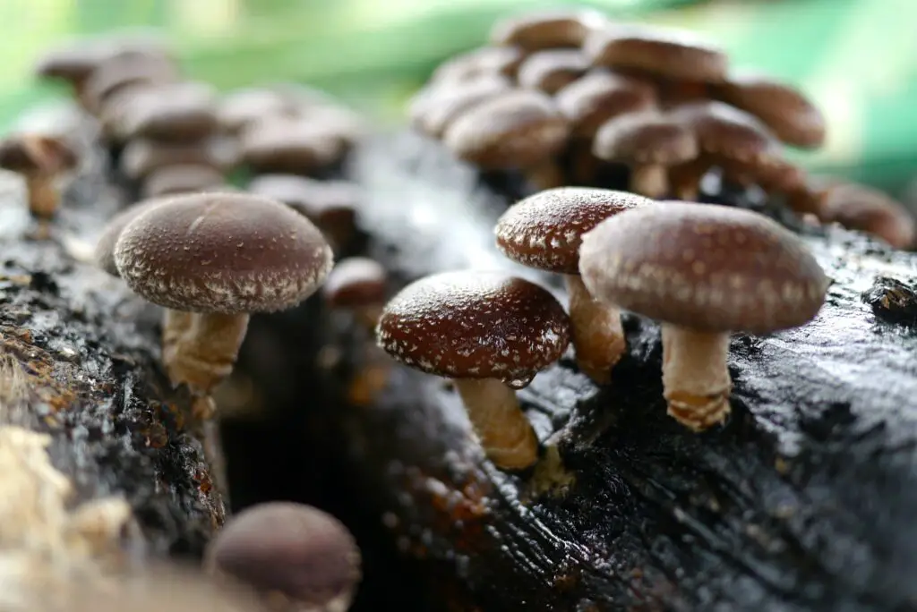 La coltivazione dei funghi shiitake - una guida alla produzione di