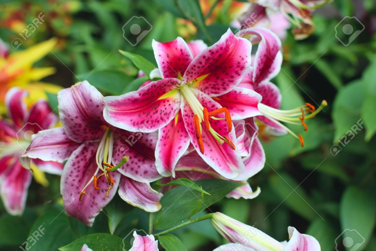 Lilium Lirio - Il Giardino Commestible