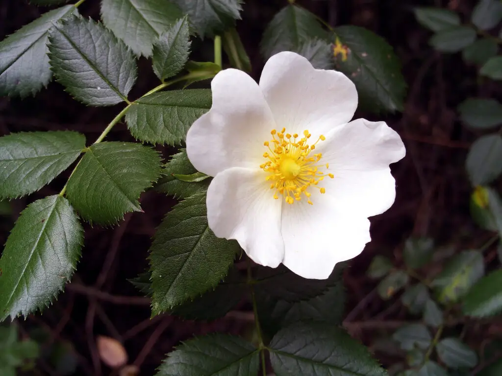 Rosaceae - Il Giardino Commestible