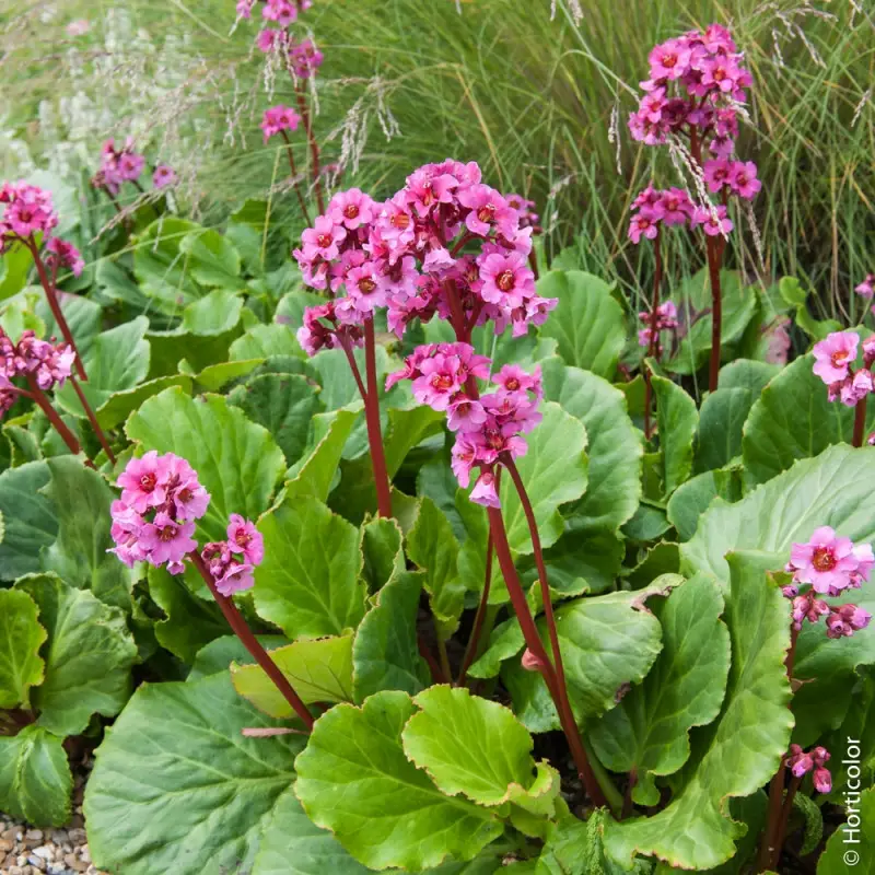 Soins de la plante Bergenia cordifolia ou Hortensia de invierno - Il  Giardino Commestible