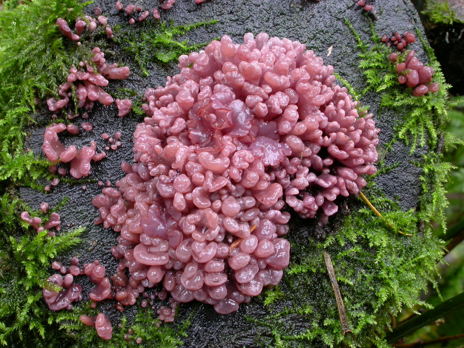 Мясной гриб. Аскокорине мясная (Ascocoryne sarcoides). Гелоциевые грибы.