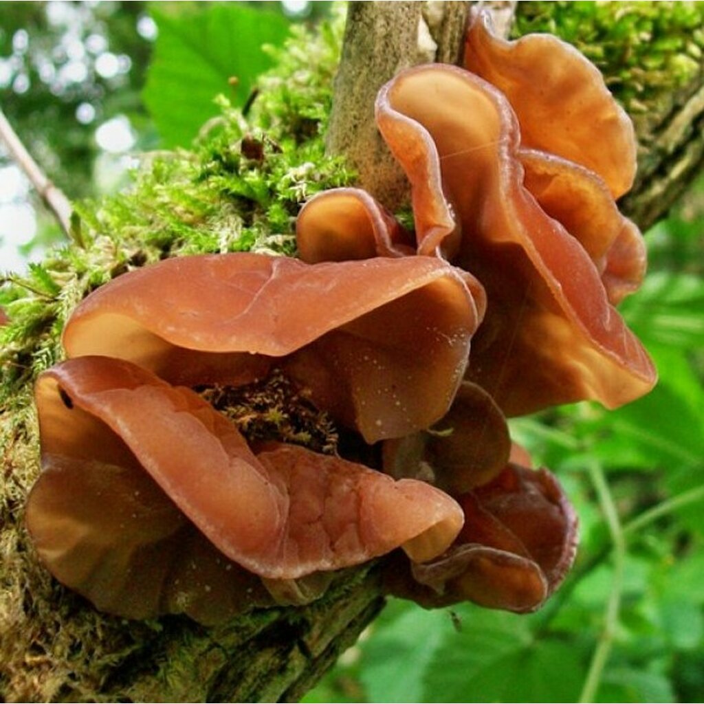 auricularia auricula illinois