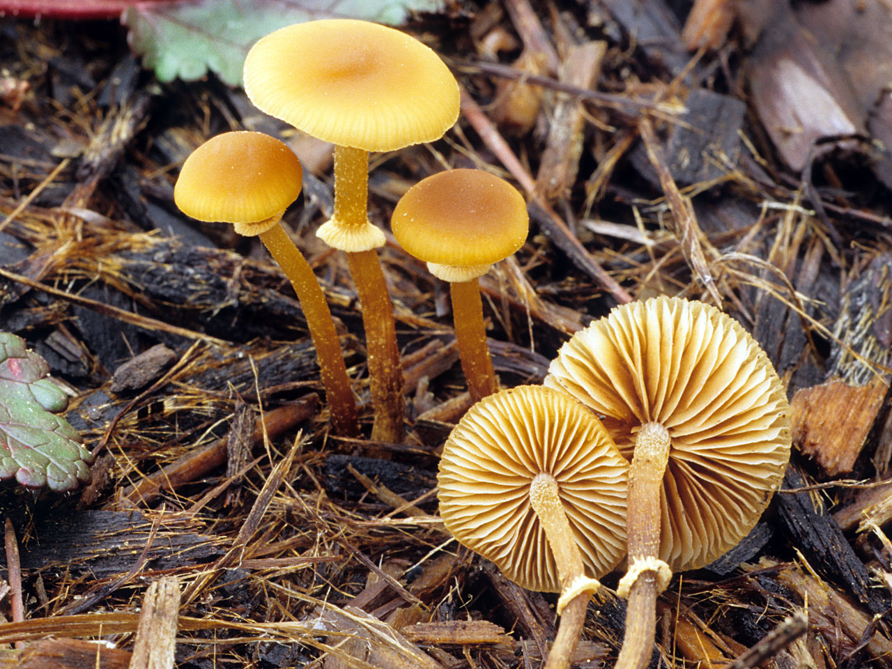 Conocybe filaris - Il Giardino Commestible