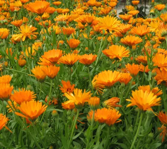 Calendula, proprietà medicinali e usi nei rimedi casalinghi - Il Giardino  Commestible