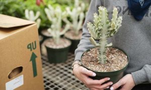 Euphorbia Lactea Come Prendersi Cura Di Questa Pianta Succulenta Il